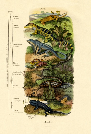 Reptiles from French School, (19th century)