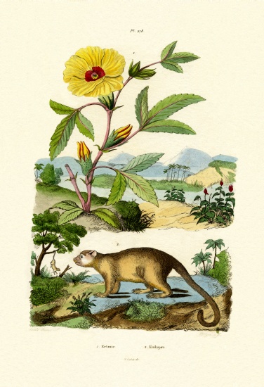 Rose of Sharon from French School, (19th century)