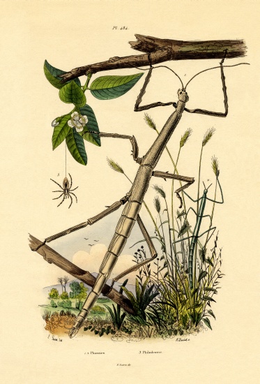 Running Crab Spider from French School, (19th century)