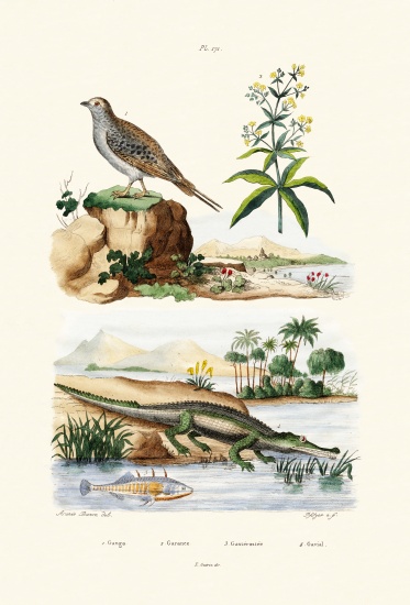 Sandgrouse from French School, (19th century)