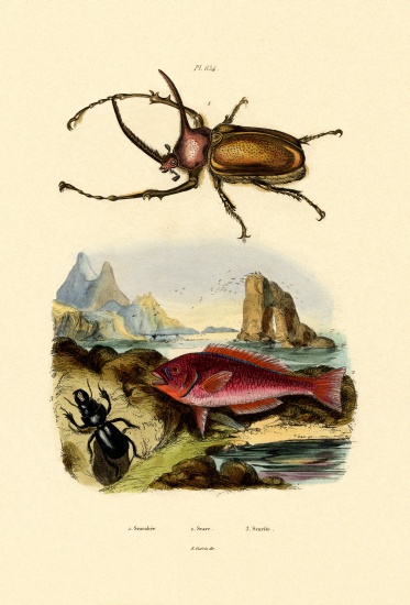 Scarab Beetle from French School, (19th century)