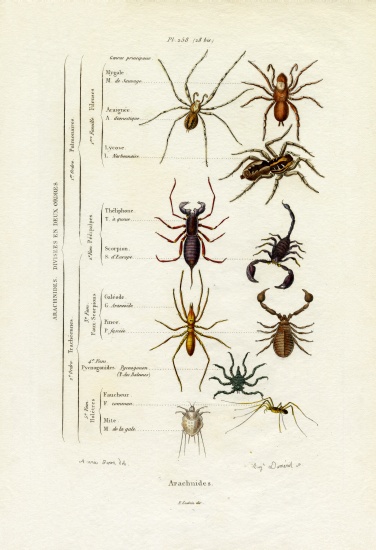 Scorpions from French School, (19th century)