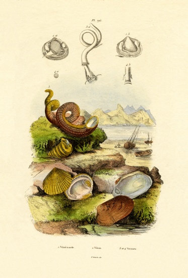 Shells from French School, (19th century)