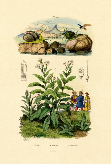 Snails from French School, (19th century)