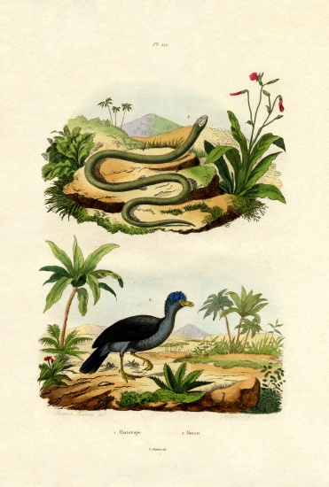 Snake from French School, (19th century)
