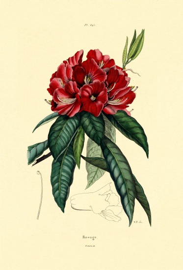 Snow Rose from French School, (19th century)