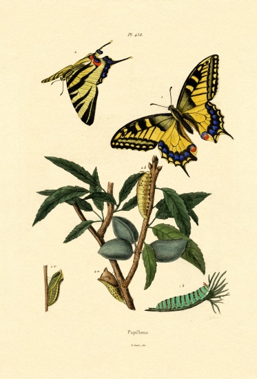 Swallowtail from French School, (19th century)