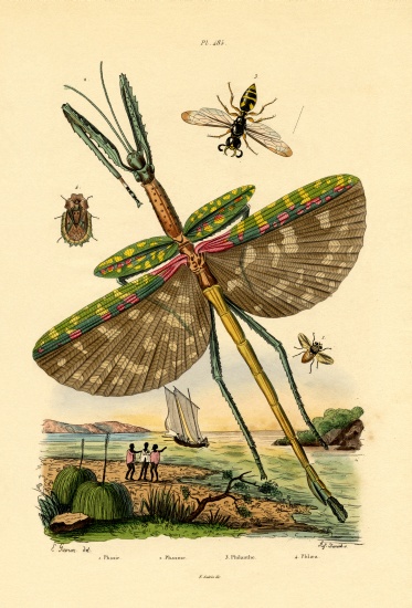 Tachinid Fly from French School, (19th century)