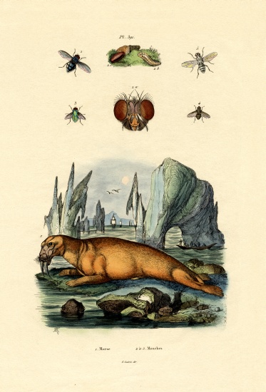 Walrus from French School, (19th century)