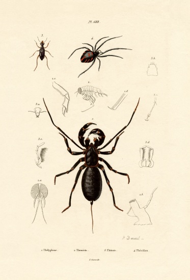 Whip Scorpion from French School, (19th century)