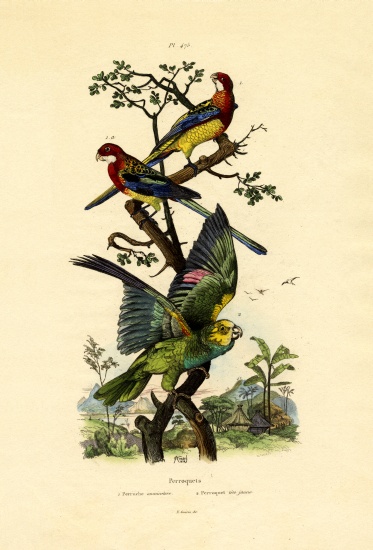 Yellow-headed Parrot from French School, (19th century)