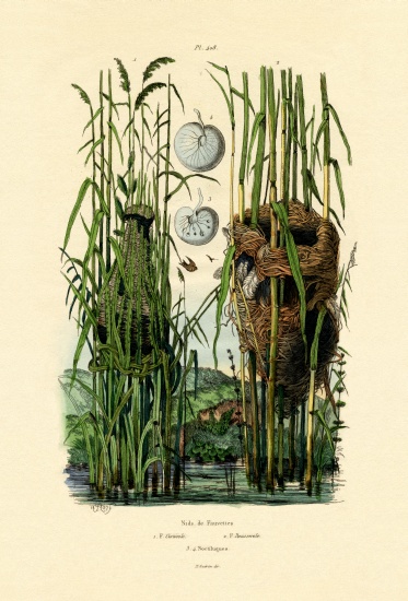 Zitting Cisticola from French School, (19th century)