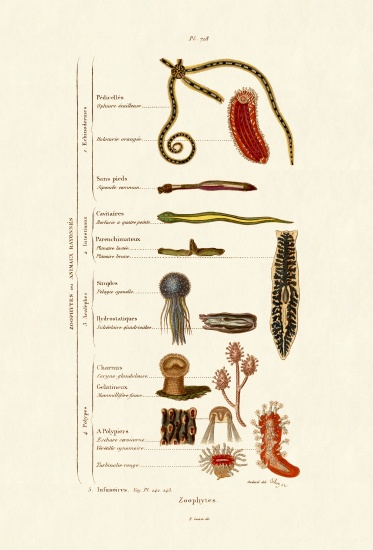 Zoophytes from French School, (19th century)
