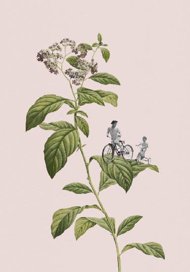 Botanical cycling