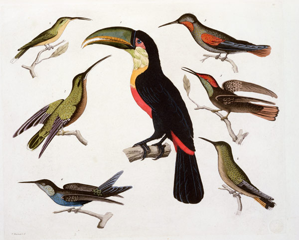 Native birds, including the Toucan (centre), Amazon, Brazil, from 'Le Costume Ancien et Moderne', Vo from Friedrich Alexander, Baron von Humboldt