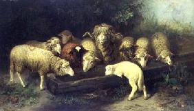 The Sheep Trough