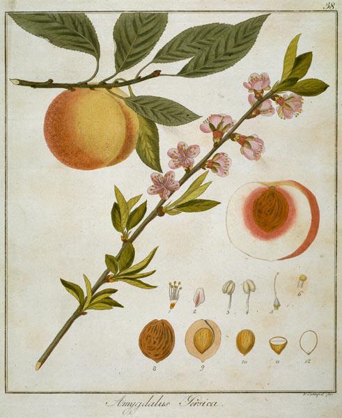Apricot / Etching by Guimpel