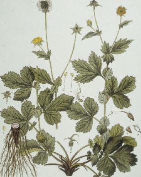 Avens / Etching by Guimpel