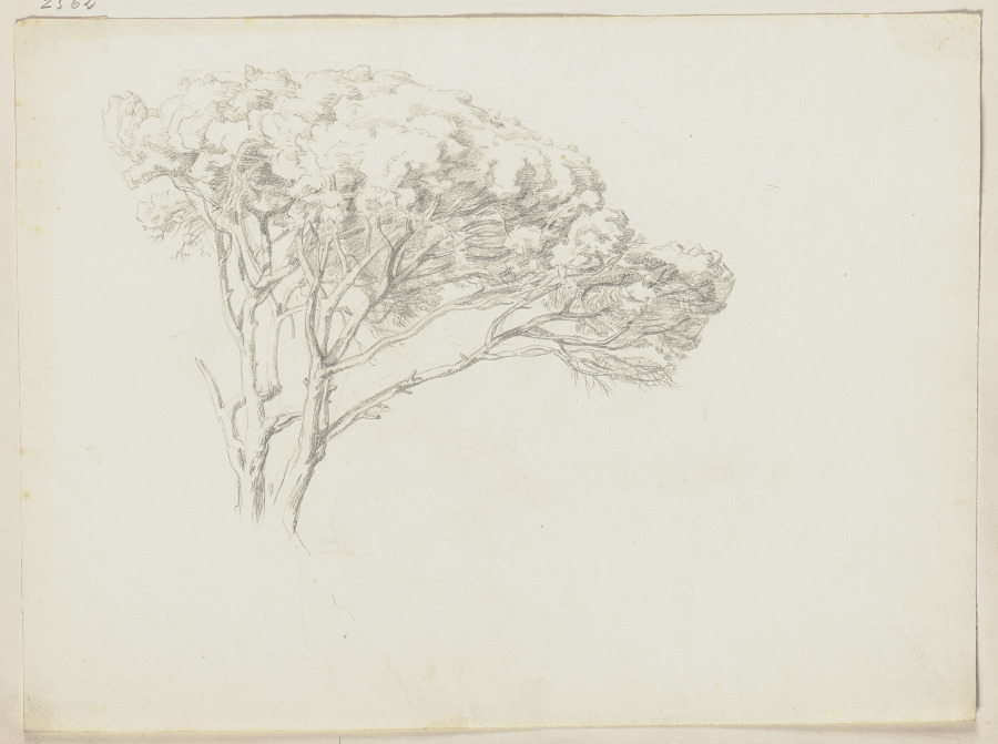 Tree from Friedrich Metz