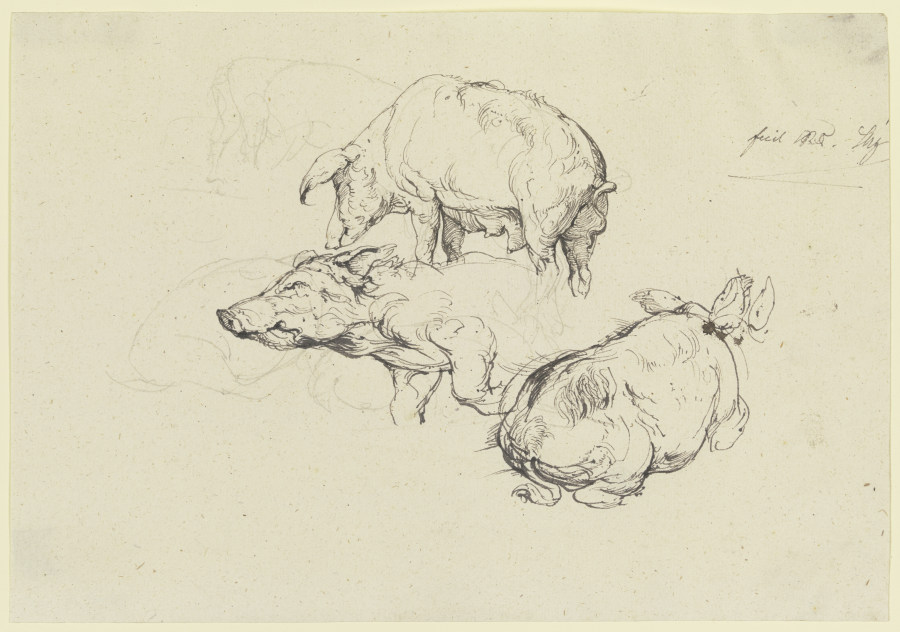 Three pigs from Friedrich Nerly