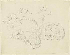 Eine Gruppe beieinander liegender Schafe