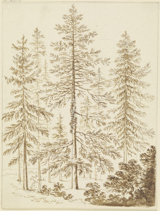 Eine Gruppe von Nadelbäumen from Friedrich Wilhelm Hirt
