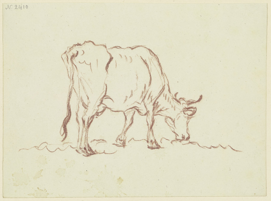 Grasende Kuh nach rechts, in leichter Verkürzung rückansichtig from Friedrich Wilhelm Hirt