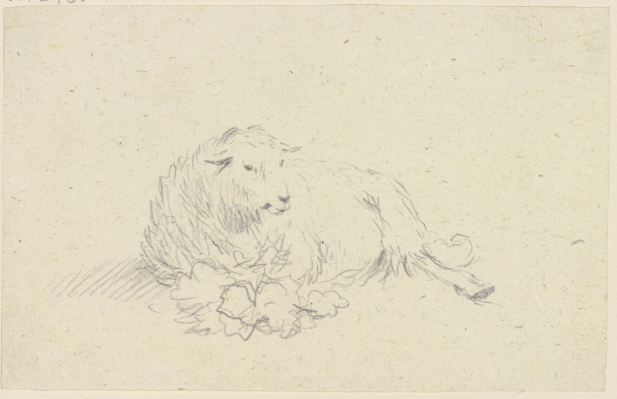 Lying sheep from Friedrich Wilhelm Hirt