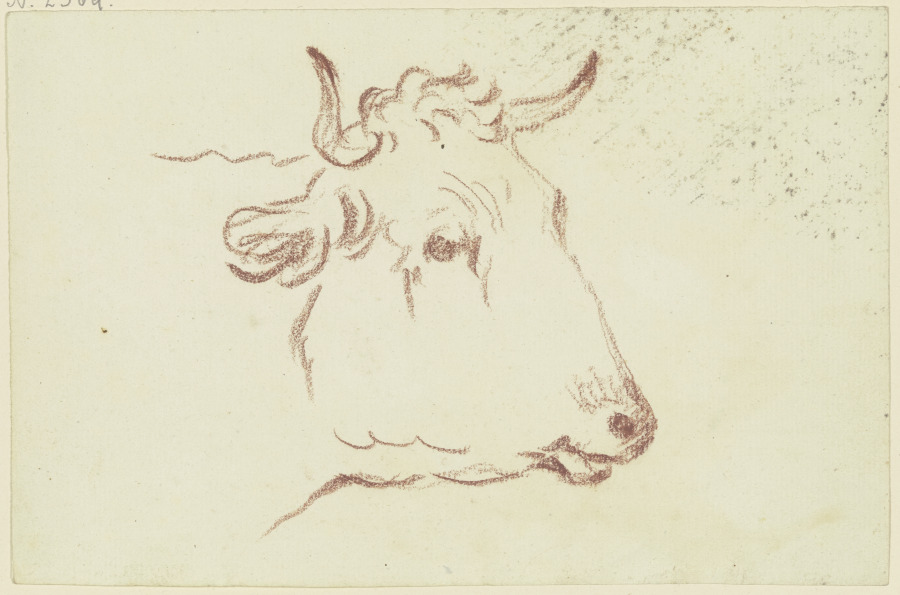 Cow head to the right from Friedrich Wilhelm Hirt