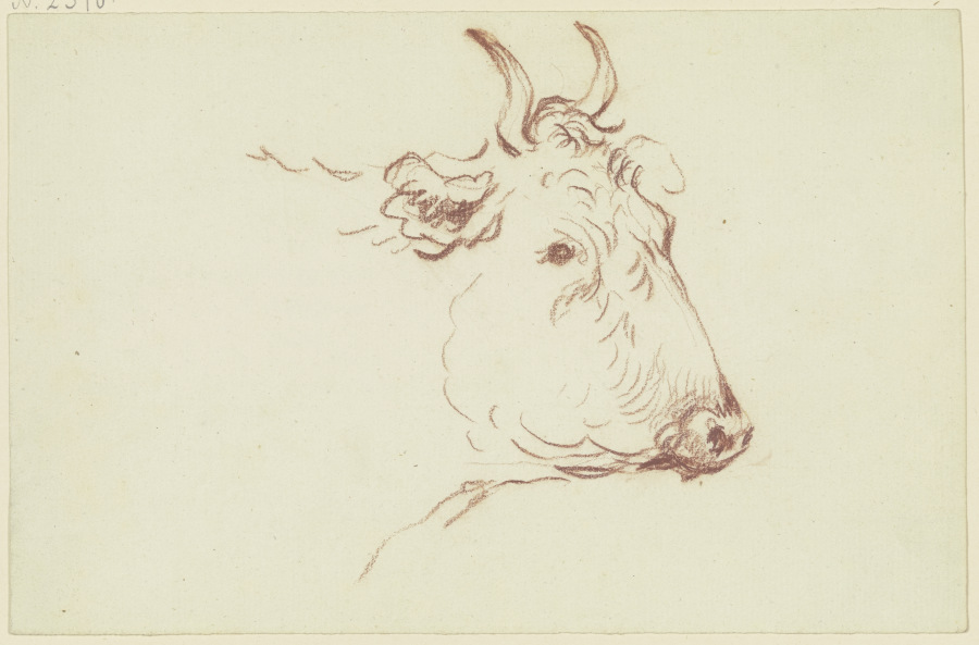 Cow head to the right from Friedrich Wilhelm Hirt