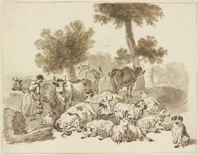 Cattle herds with shephers