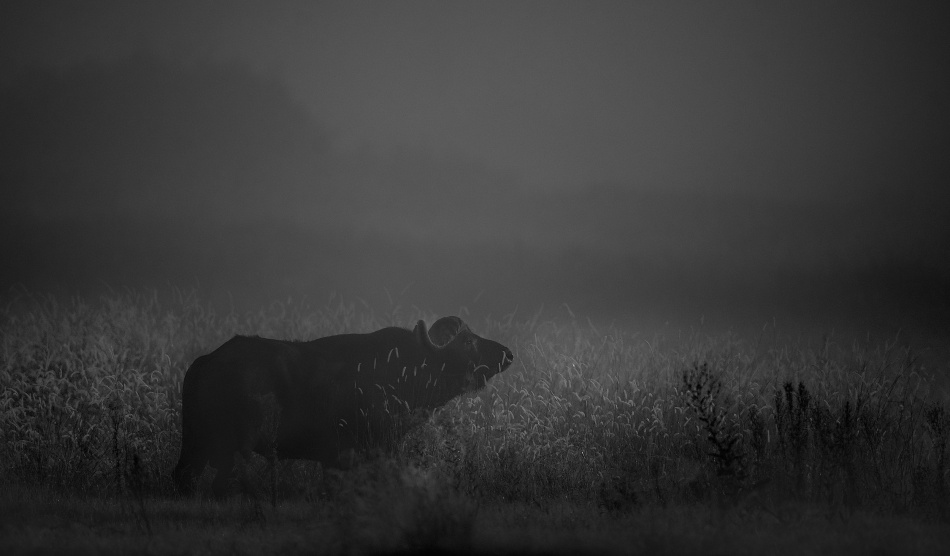 Lonely bull from Frits Hoogendijk