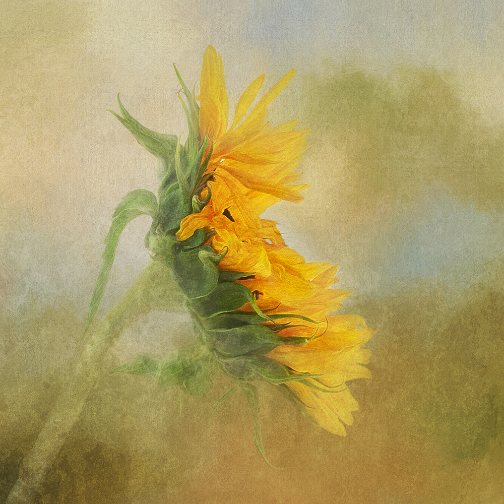 Fading Sunflower from Gaille Gray