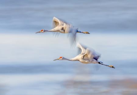 Duo Cranes Flying
