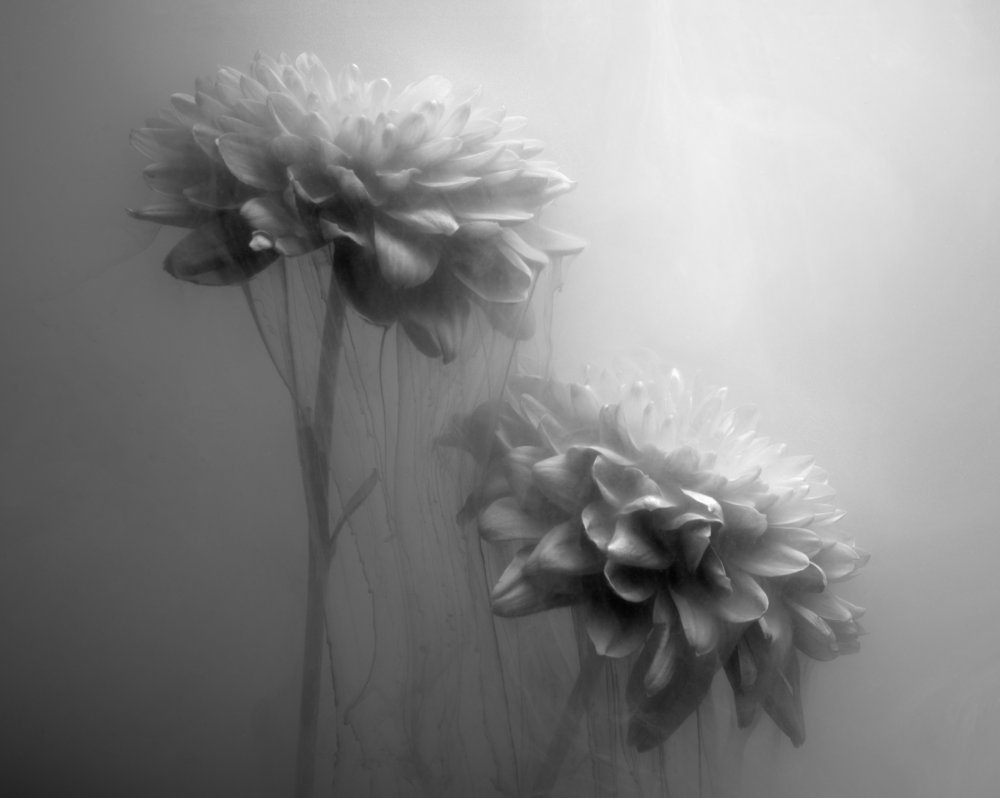 Gossamer Flowers from Gary Perlow