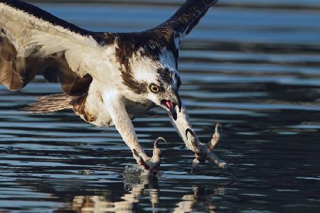 Osprey in action...