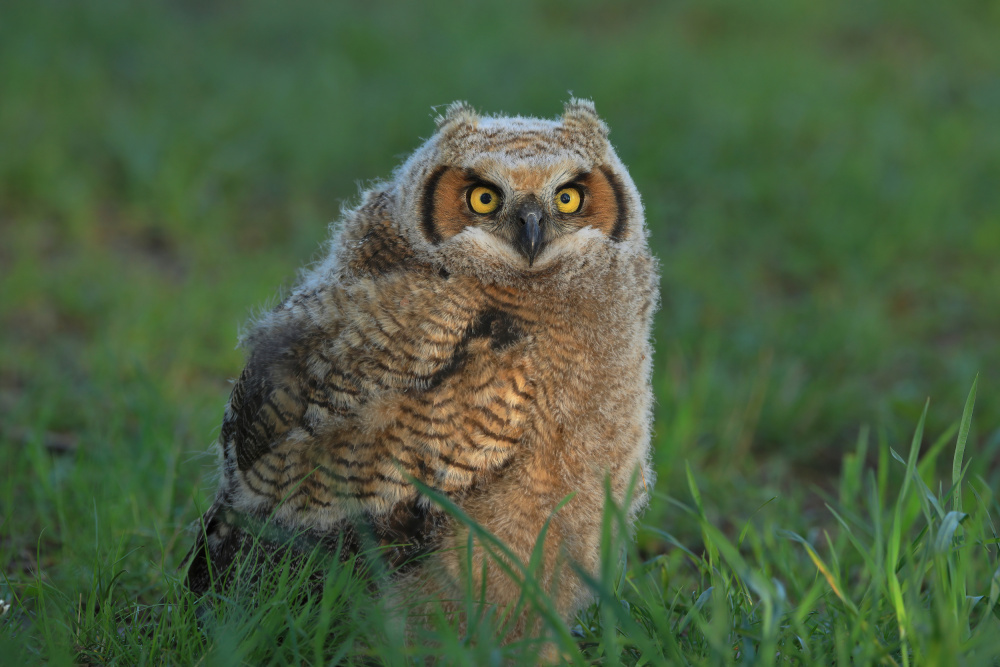 Great Horned Owl …Baby from Gavin Lam