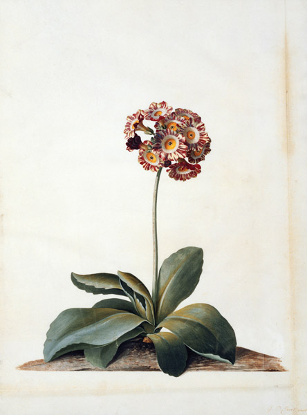 Primula Auricula Variegata. from Georg Dionysius Ehret