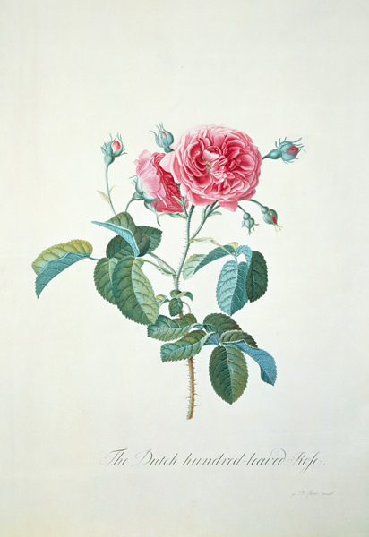 Rose: Dutch hundred-leaved Rose from Georg Dionysius Ehret