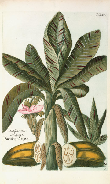Banana, from J. Weinmann's Phytanthoza Iconographia from Georg Dionysius Ehret