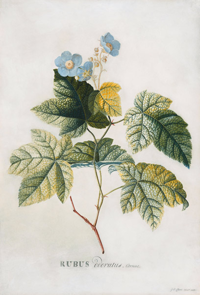 Rubus from Georg Dionysius Ehret