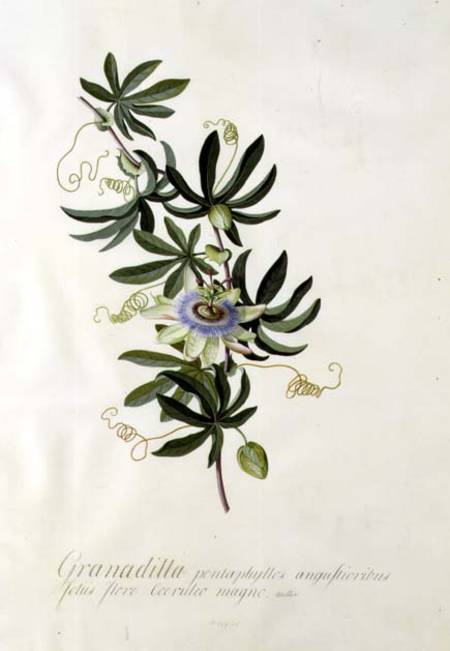 Passion Flower from Georg Dionysius Ehret