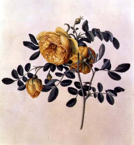 Rosa hemispherica from Georg Dionysius Ehret