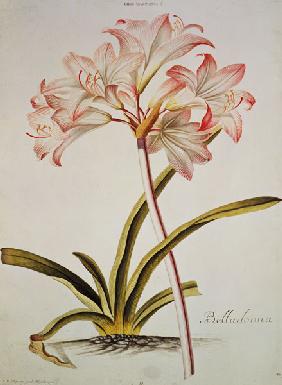 Lily: Lilium belladonna, (pl.12) from Trew's Hortus Nitidissumus 1
