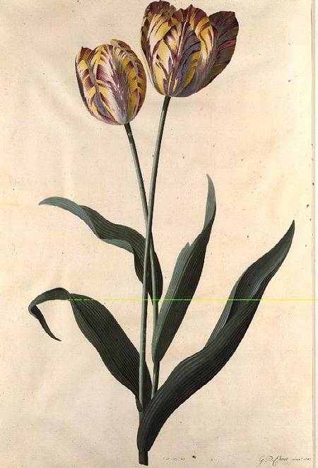 Tulip from Georg Dionysius Ehret
