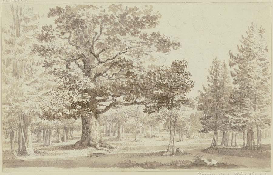 Waldlichtung, links vorne eine mächtige Eiche from Georg Melchior Kraus
