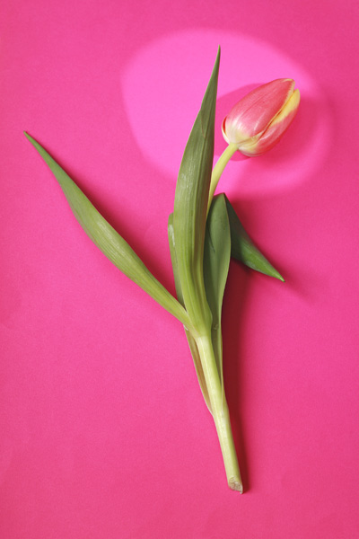 Tulpen from Georg R Brenner