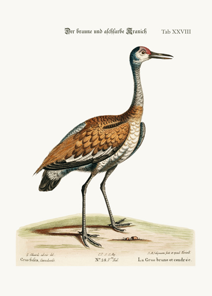 The Brown and Ash-coloured Crane from George Edwards