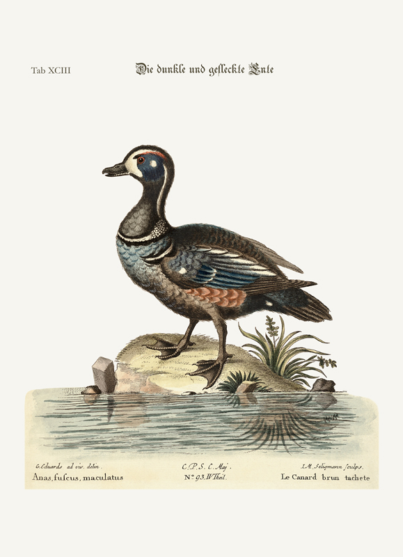 The Dusky and Spotted Duck from George Edwards
