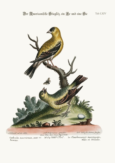 The American Goldfinch, Cock and Hen from George Edwards